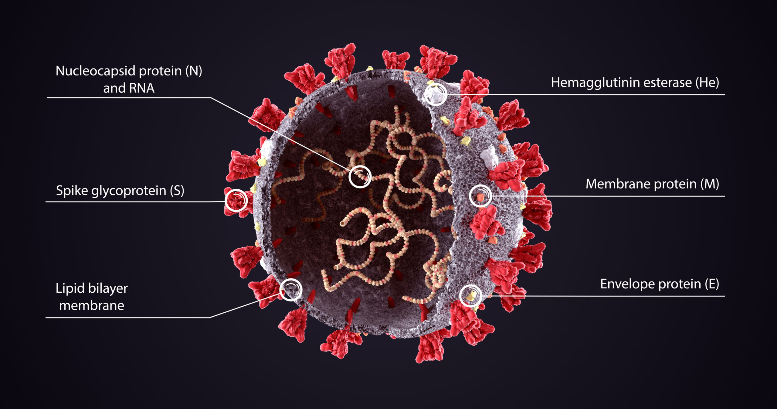 Are the COVID-19 Vaccines Made with Fetal Tissue?