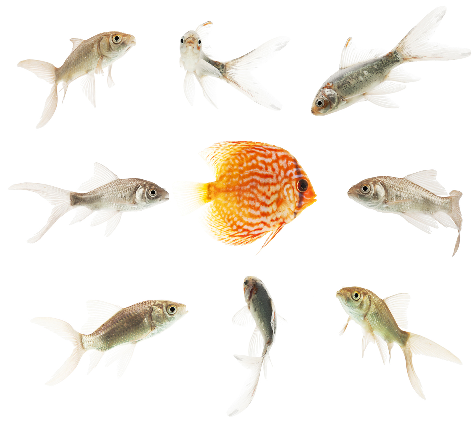 Like a Fish Out of Water: Why I’m Skeptical of the Evolutionary Paradigm