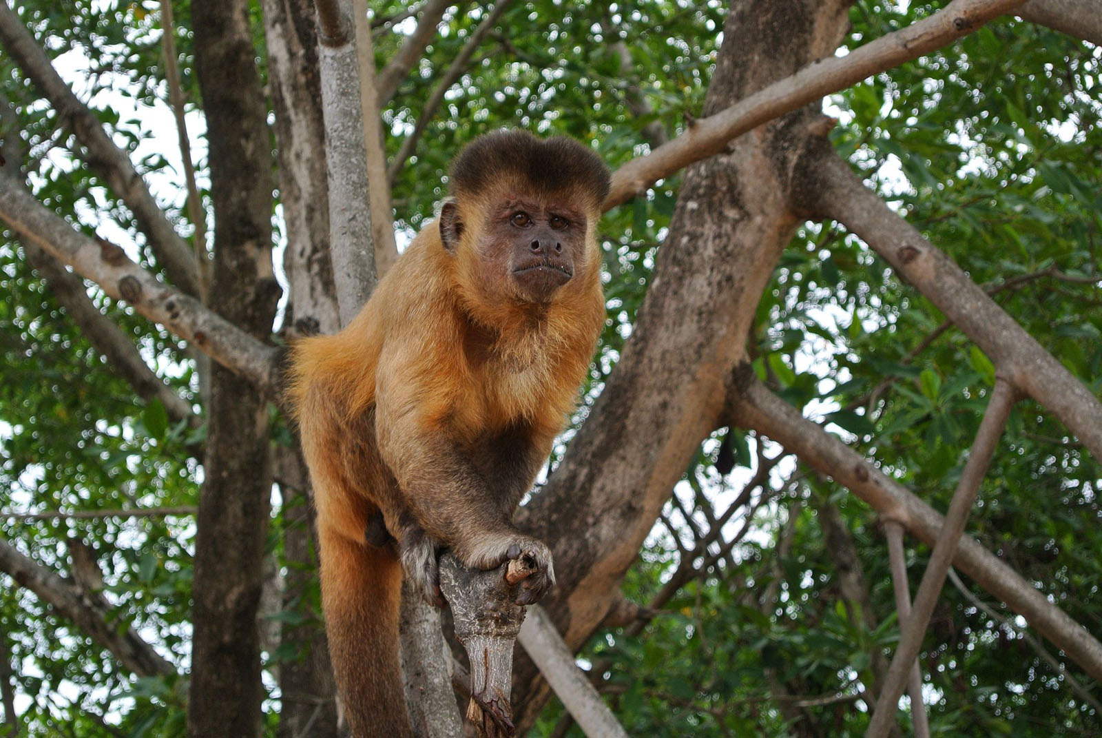 Science News Flash: Stone Tool Use by Capuchin Monkeys Challenges Human Evolution