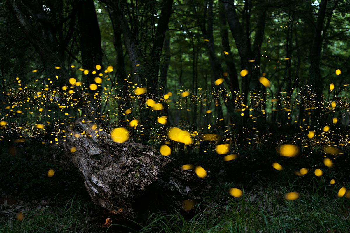 Fireflies Inspire Better LED’s